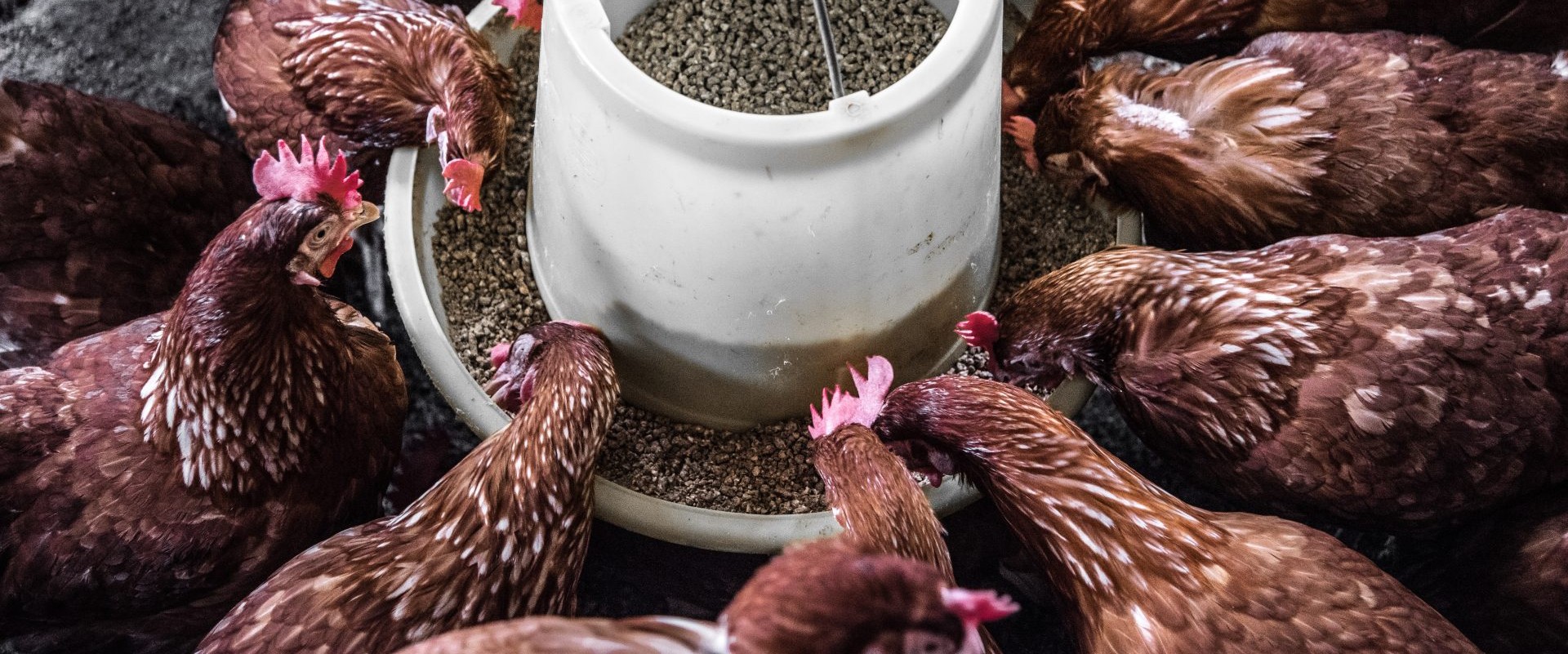 Organic Selenium Article